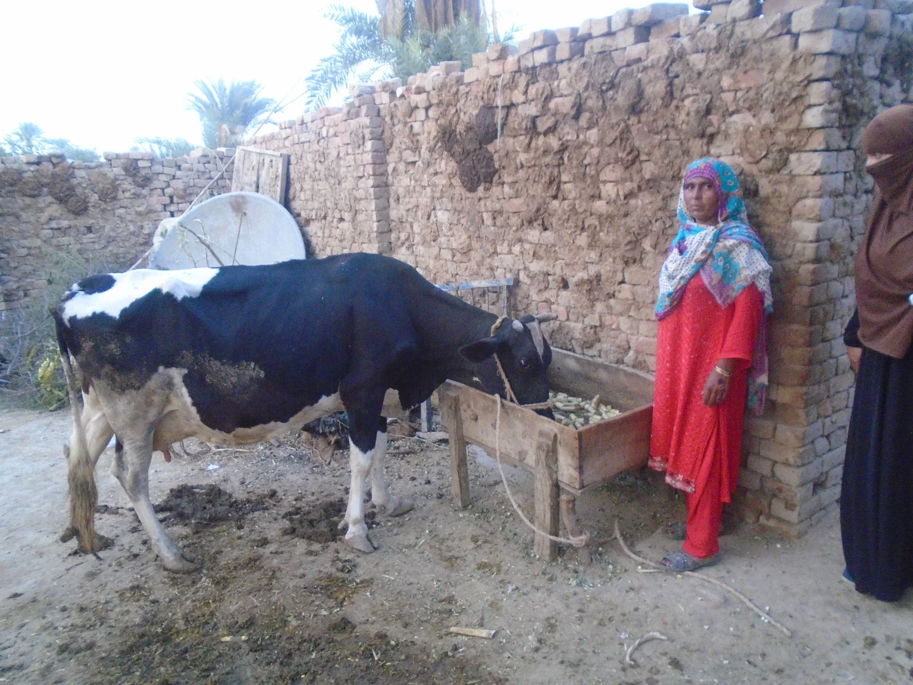Woman with livestock as part of livelihood support